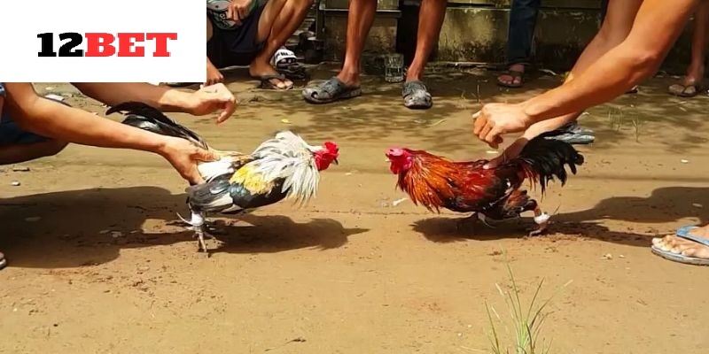 Nguồn gốc và lịch sử của gà tre Thomo